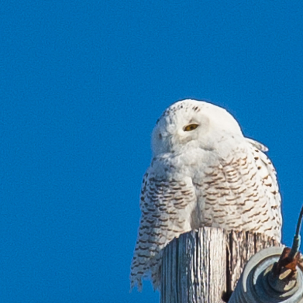 Superb Owl