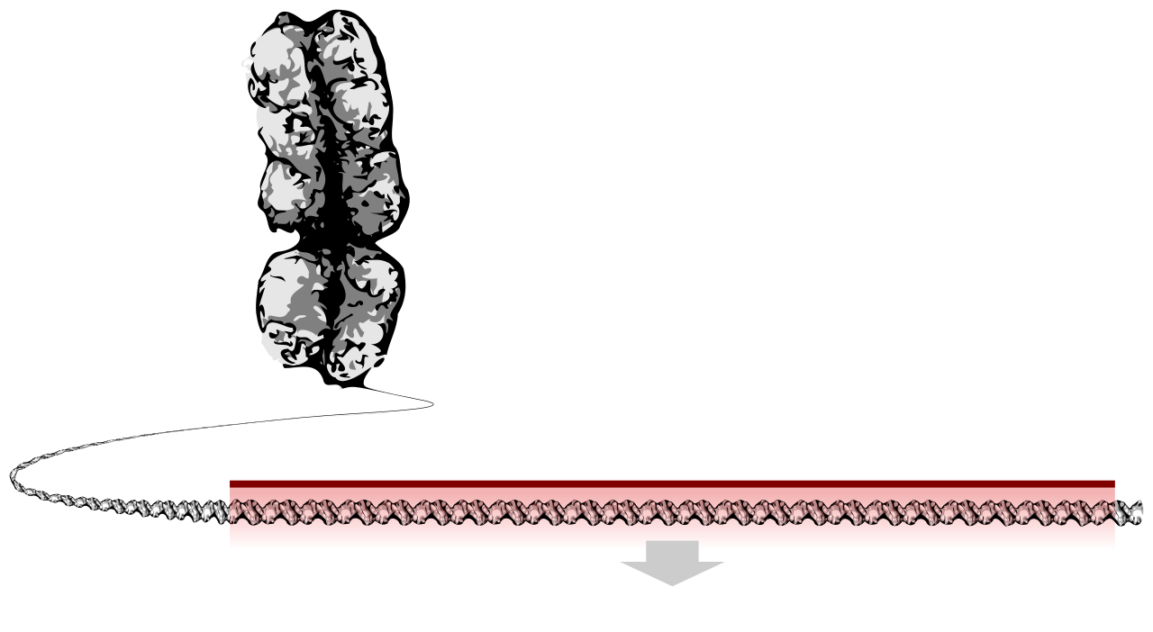 DNA
