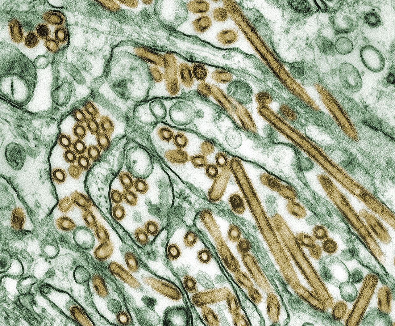 Influenza A virus subtype H5N1