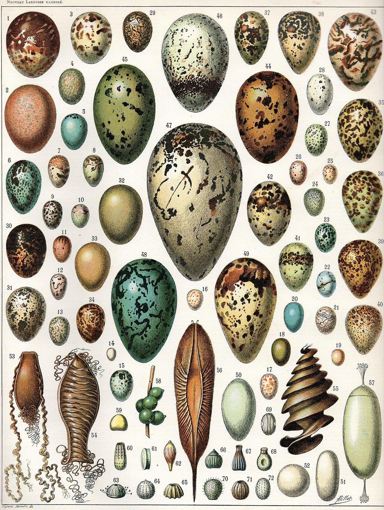 Egg