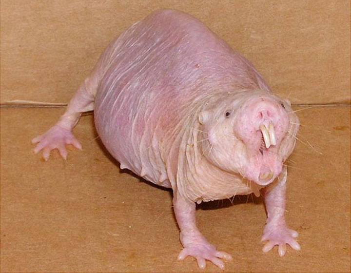 Naked mole-rat