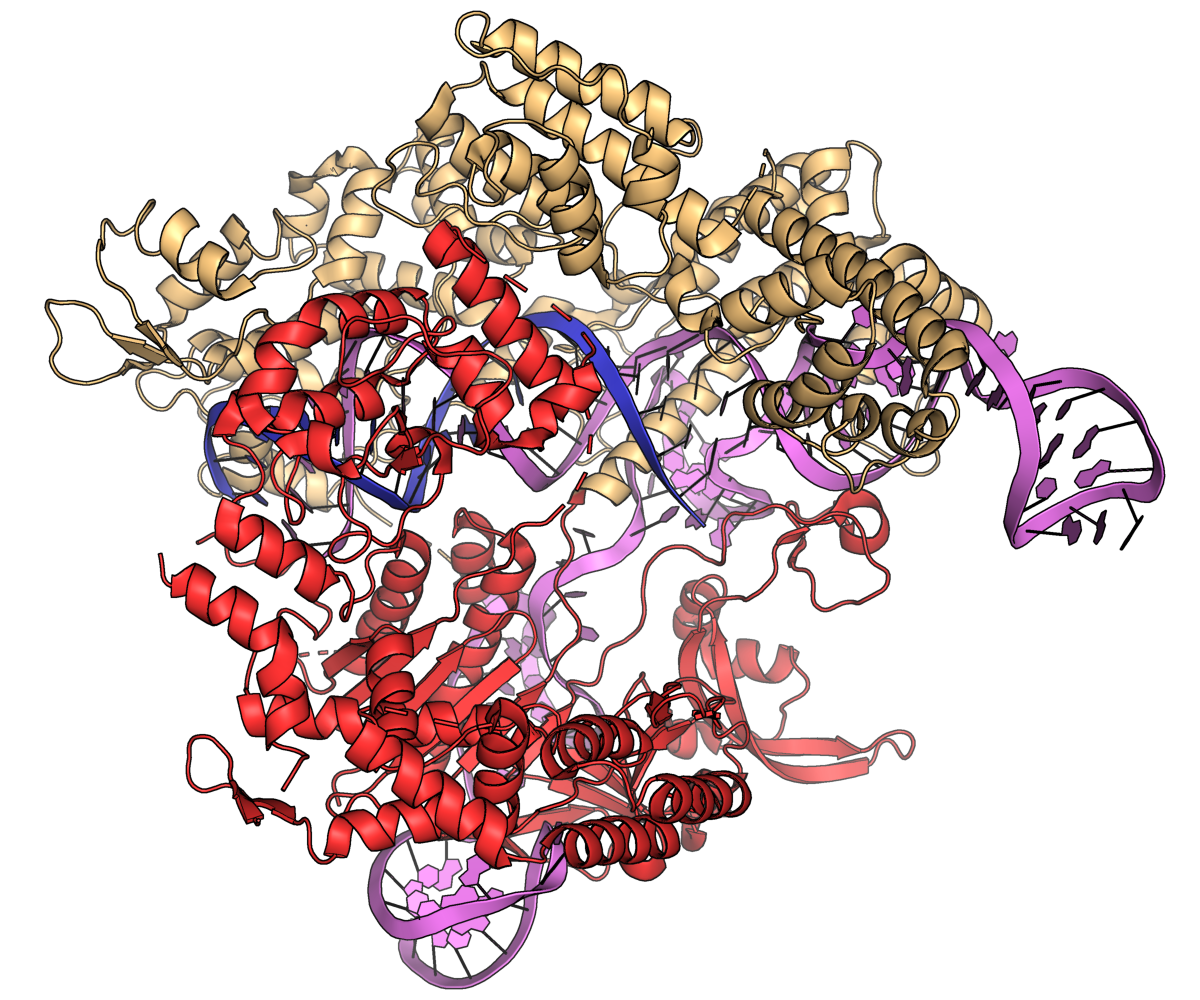CRISPR gene editing